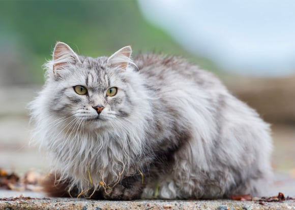 A silver siberian cat crouched down.