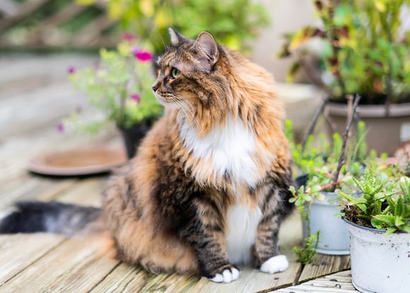 A brown and tan siberian cat sitting in a garden.