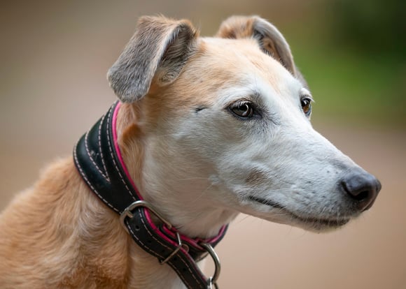 A cream-coloured Lurcher with a white brindle.
