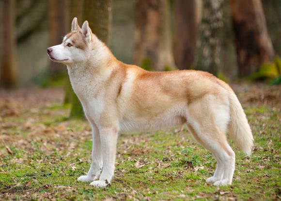 A tan siberian husky in a forest.