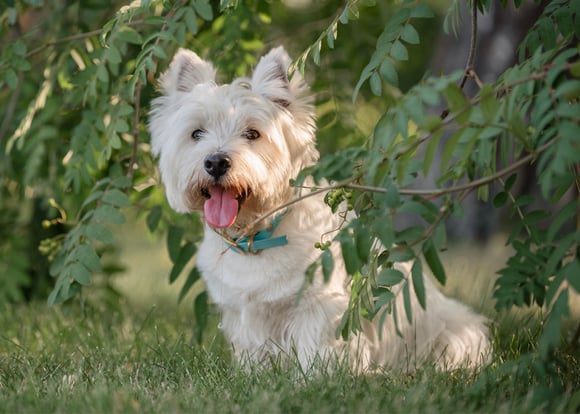 whwt sitting between trees with tongue out wearing blue collar
