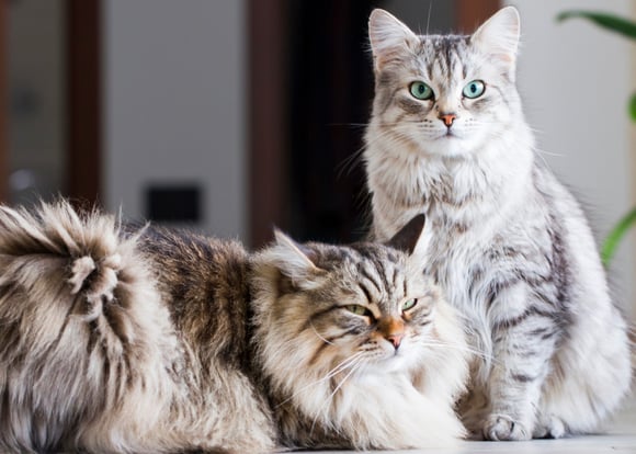 Two siberian cats of different colours.