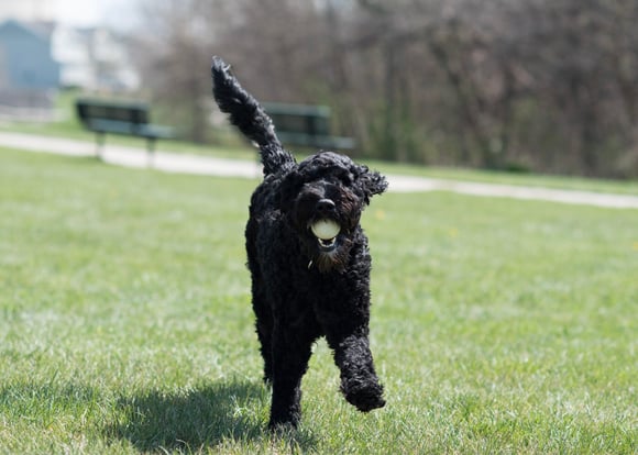 A black goldendoodle running with a ball.