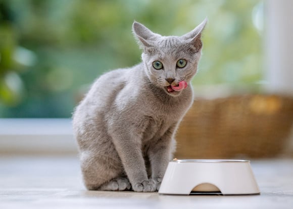 A russian blue licking its lips after eating.