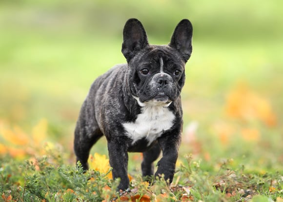 A black and white French Bulldog.