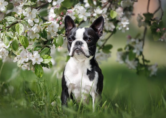 A boston terrier surrounded by white flowers.