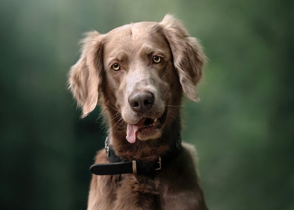 A weimaraner with its tongue hanging out.