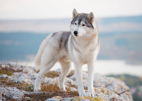 A grey siberian husky.