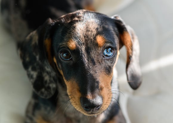 Dachshund puppy with dappled coat colour