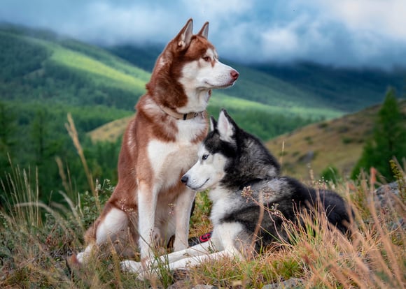 A brown and a black siberian husky on a hillside.