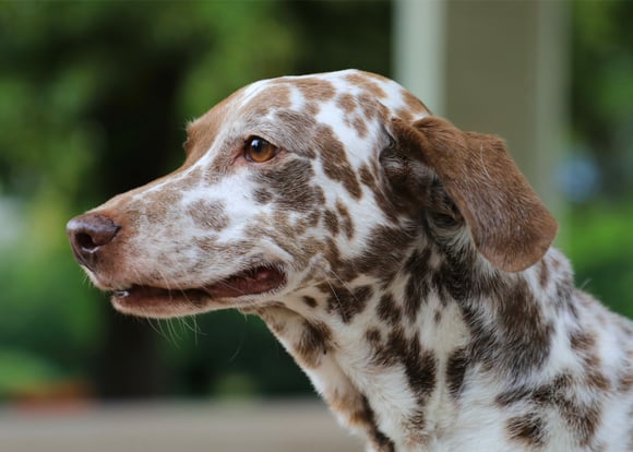 Brown and white Dalmatian