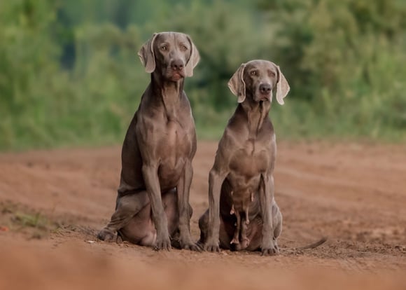 Two weimaraners sitting next to each other on a dirt path.