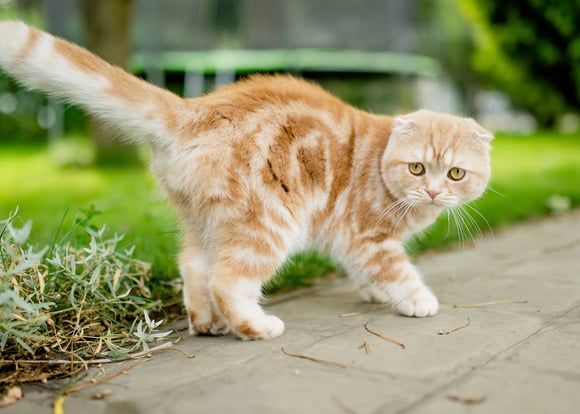An orange and white scottish fold.