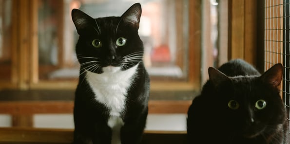 Two cats sitting next to one another.