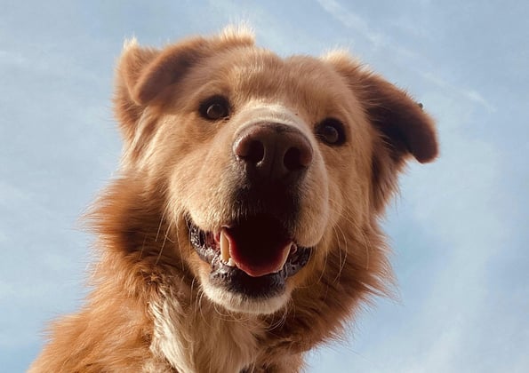 A dog looking down at the camera