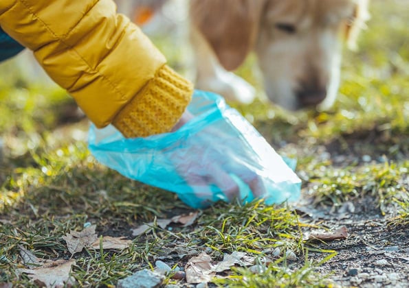 A dog owner picking up poop in a field, a dog is sniffing in the background