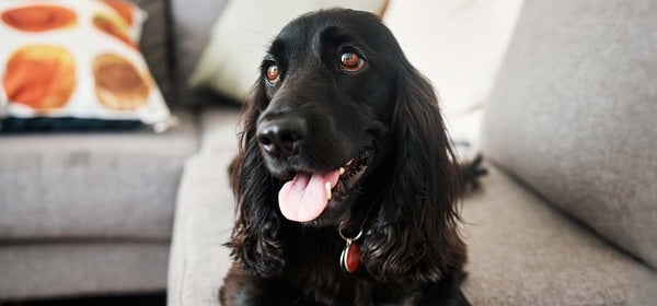 A black Cocker Spaniel sitting on a grey sofa with its tongue out.