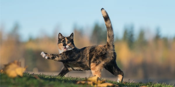 A cat walking very dramatically on grass with his tail pointing upwards.