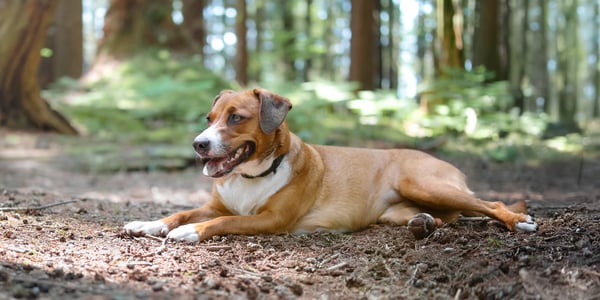 A Harrier dog laying down in the woods.