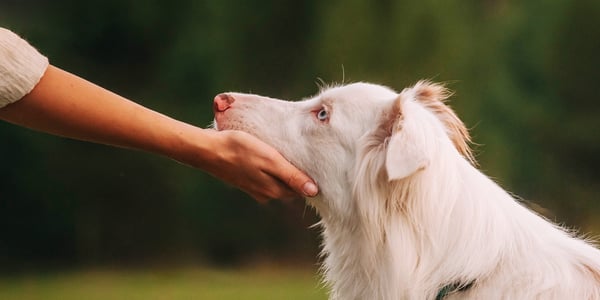 White coated dog with chin held by owner