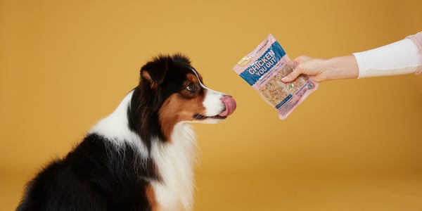 a collie against a yellow background looking at 'chicken you out' butternut box food