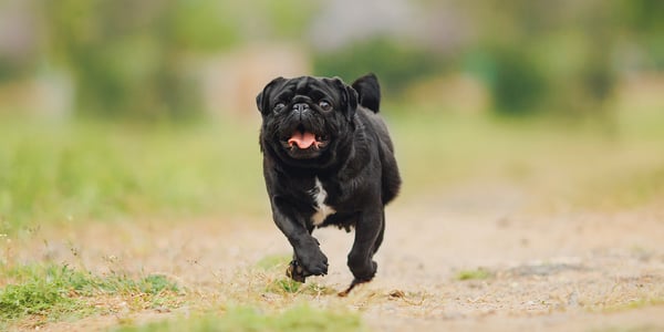 black pug running through a field