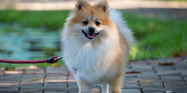 Pomeranian standing on pavement on a lead