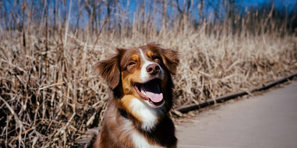 a smiling puppy showing its teeth