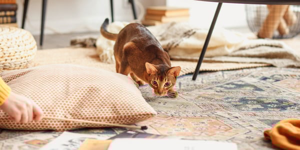 A ginger kitten playing indoors.