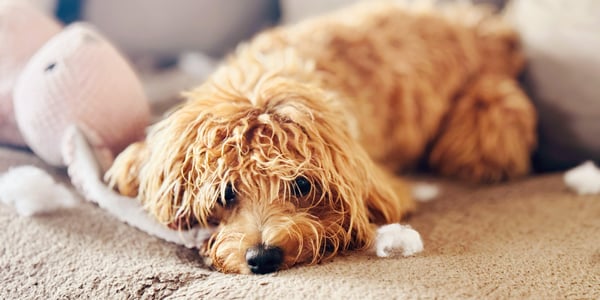 A cavapoo laying on a sofa.