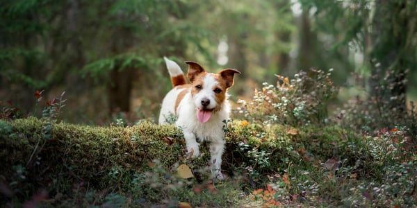 A jack russell jumping over a log.