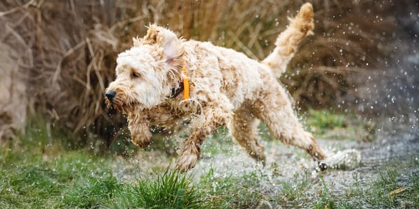 A labradoodle running through a puddle.