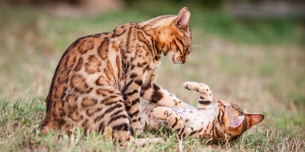 Two Bengal cats playing on the grass