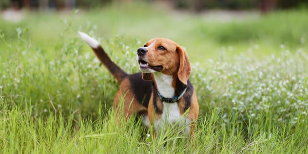 A beagle standing in grass.