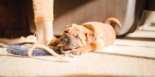 Puppy playing with toy