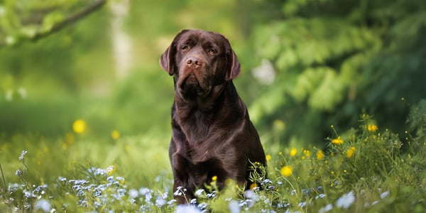 A chocolate labrador sitting in a field.
