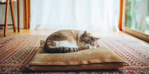 A cat curled up on a pillow.