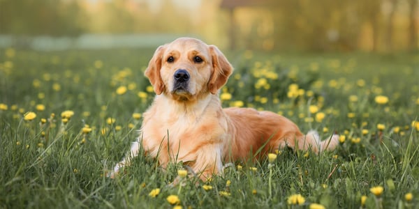 A golden retriever laying in the grass.