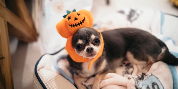 A chihuahua wearing a pumpkin hat.