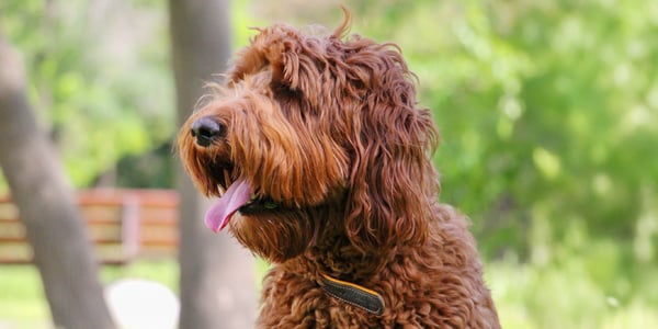 Rich red labradoodle sticking his tongue out