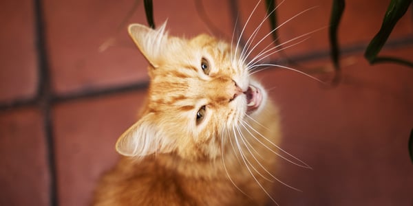 ginger cat meowing on tile floor