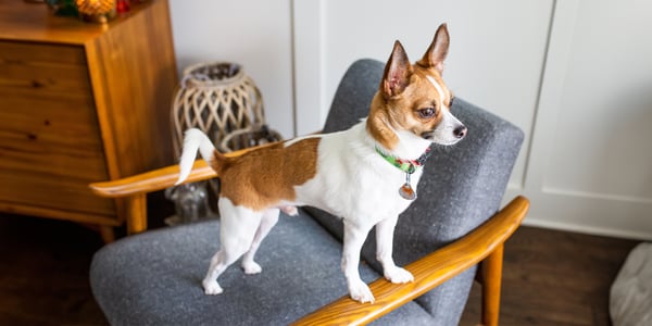 A Jack Chi (cross between a jack russell and chihuahua standing on the arm of a chair to look out of the window