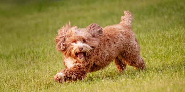 A labradoodle running on grass.