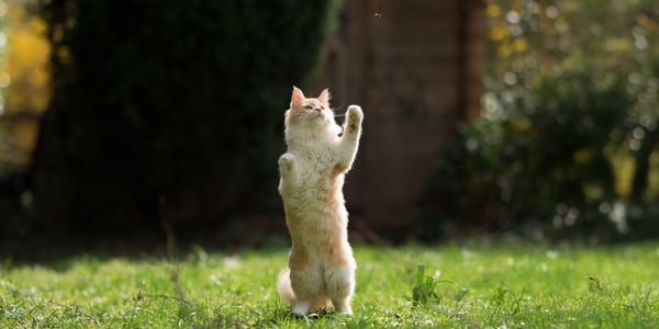 a fluffy cat standing on two legs on grass.
