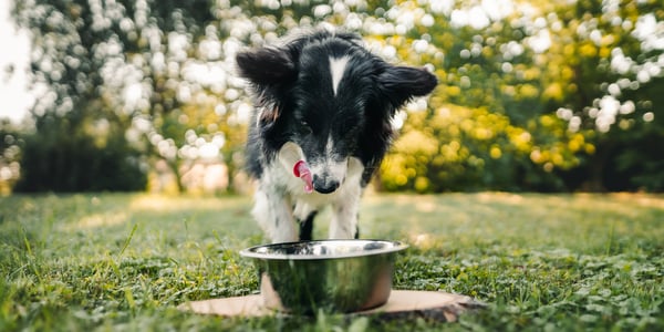 a collie eating from a metal bowl outdoors