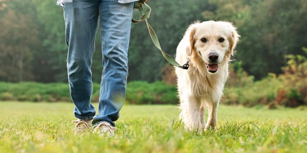 A golden retriever dog walking on a lead.