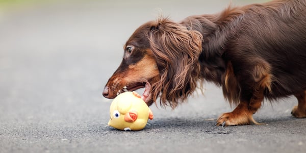 A dachshund biting a dog toy.