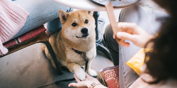 a shiba inu waiting for a treat