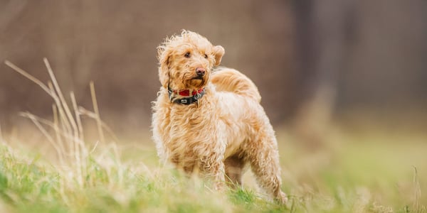 A labradoodle stood in a field.