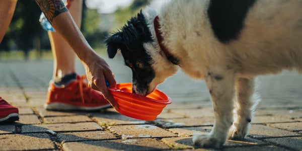 A black and white senior dog drinking out of an orange bowl.